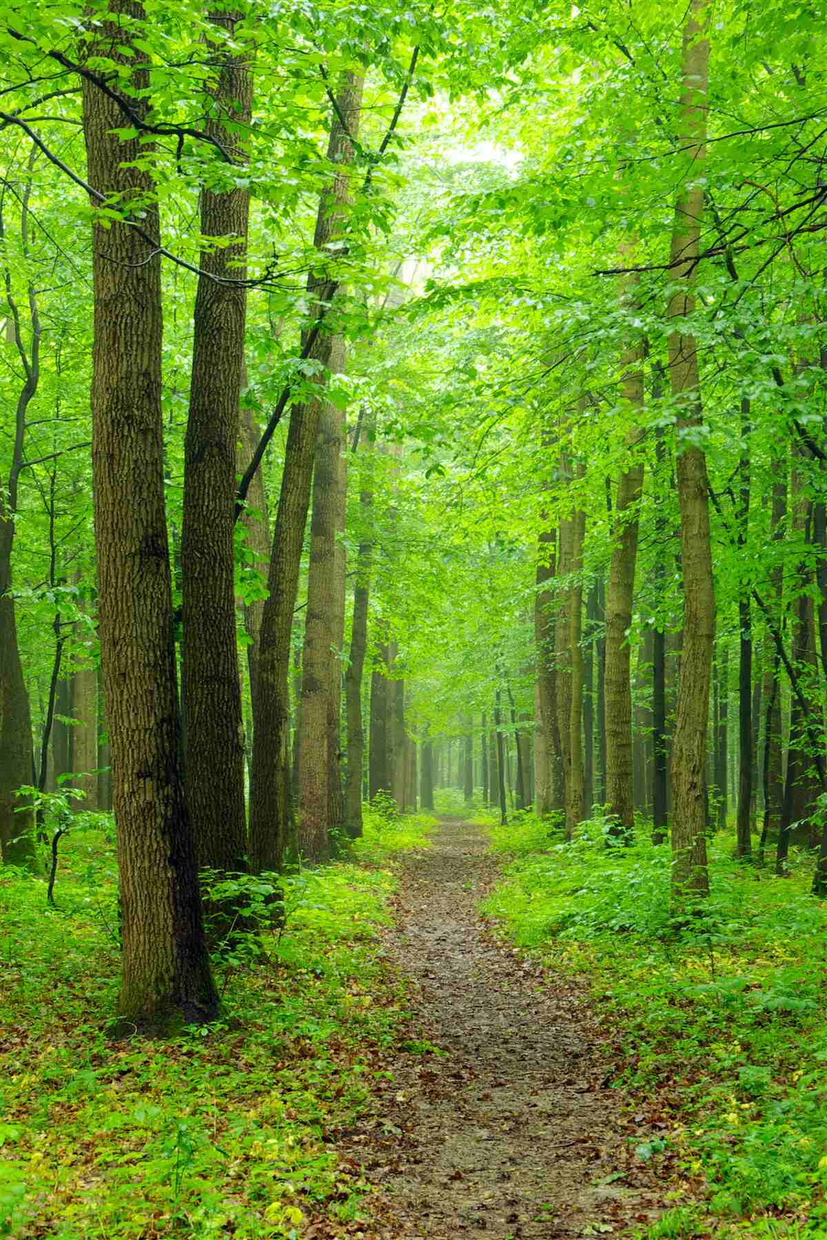 Papier peint un chemin confortable à travers une gracieuse forêt de feuillus