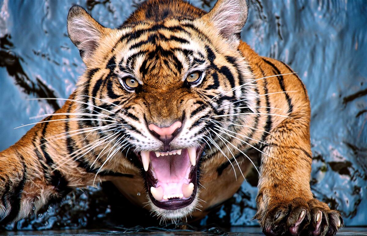 Papier peint le tigre rugit de colère