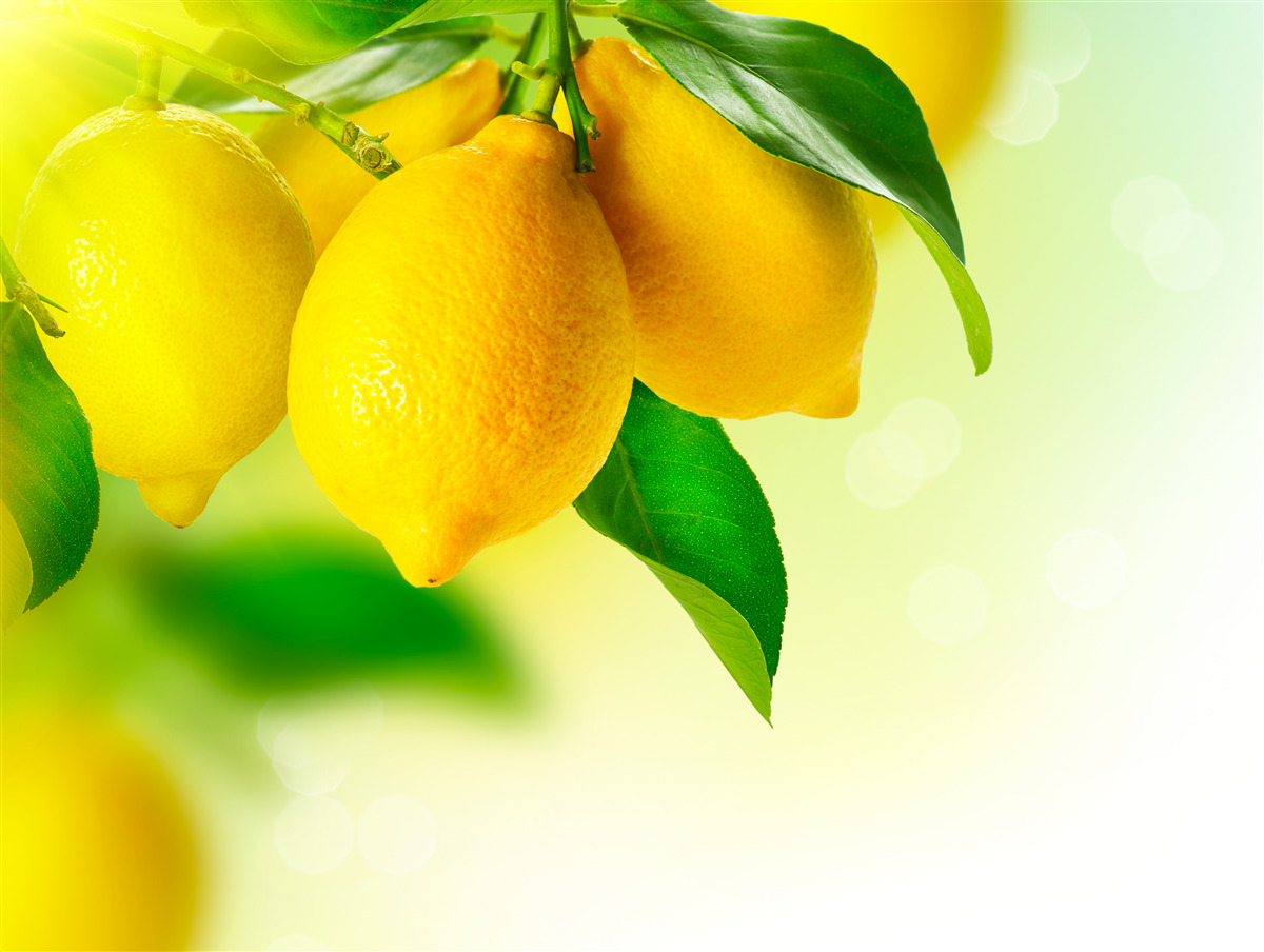 Papier peint les citrons ont une couleur jaune intense