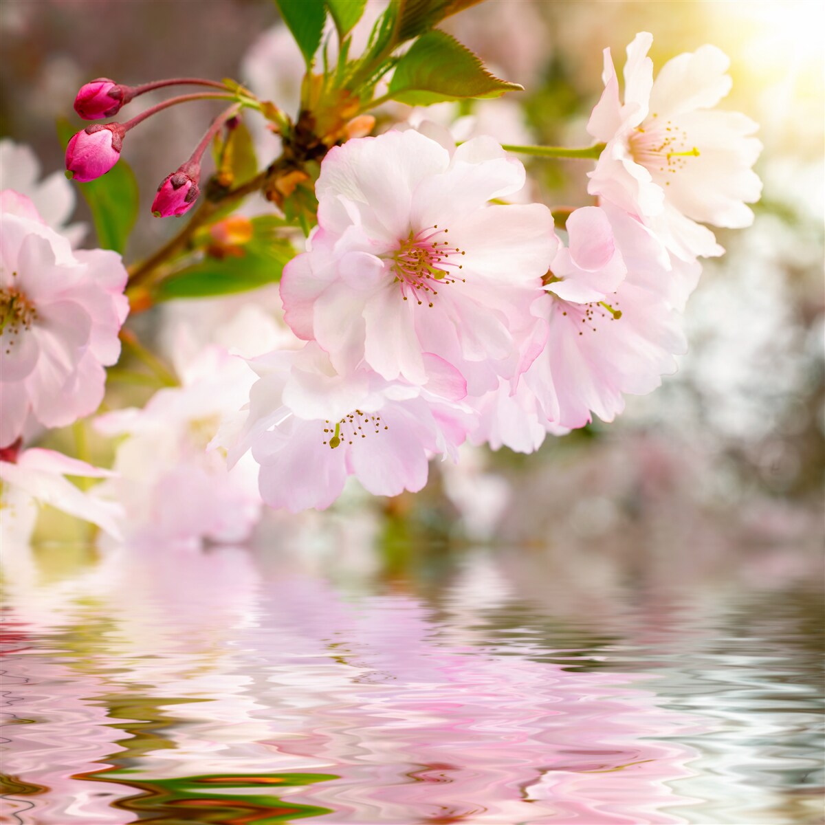 Papier peint des branches de cerisiers aux fleurs roses sont suspendues au-dessus de l'eau