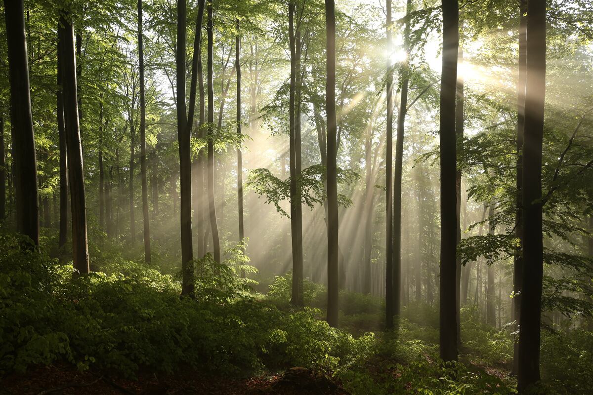 Papier peint les rayons du soleil pénètrent la brume dans la forêt