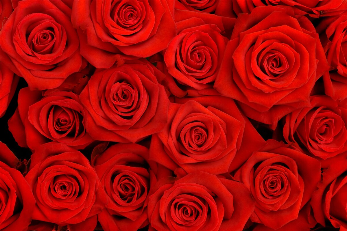 Papier peint bouquet de roses rouges