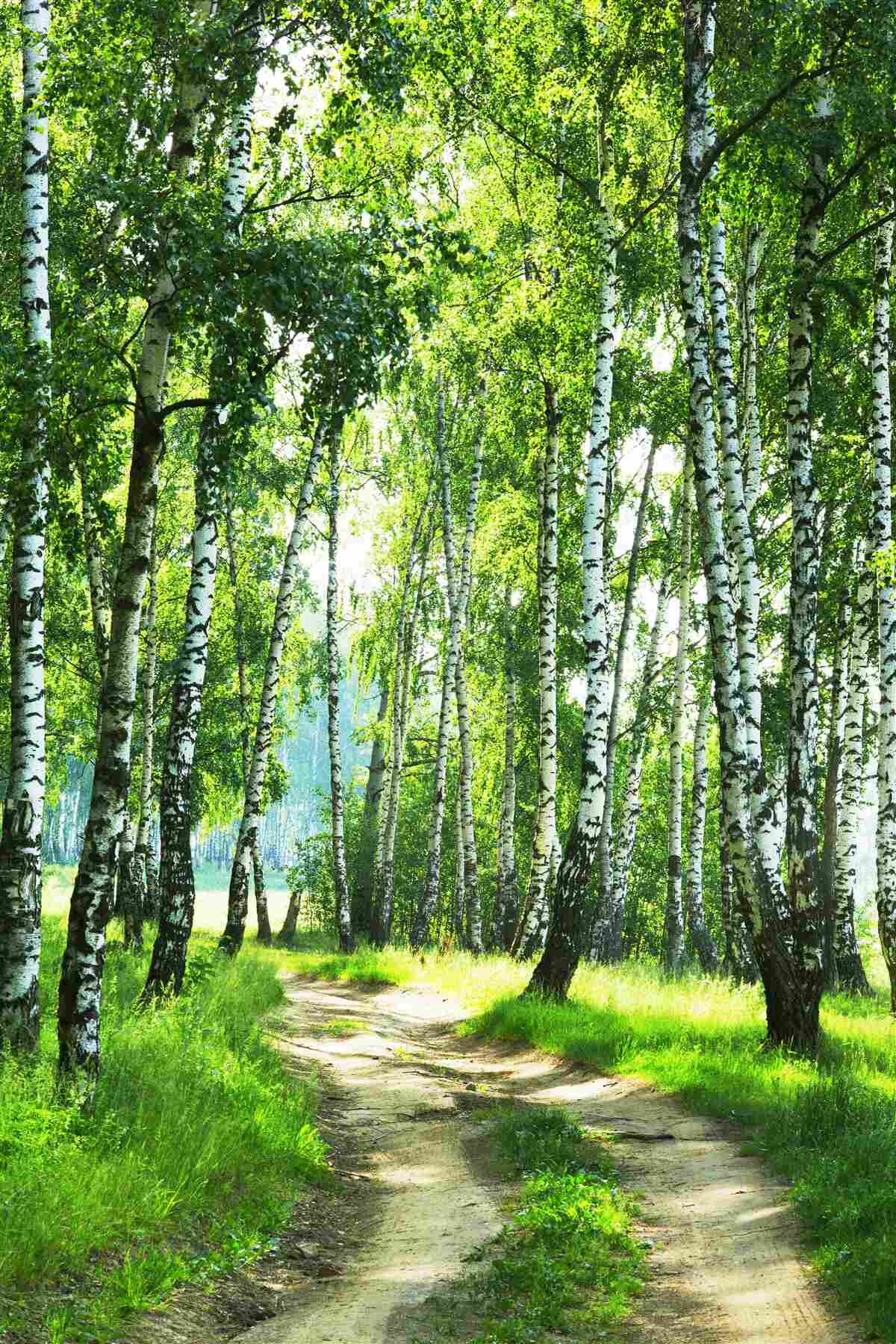 Papier peint chemin asphalté dans une forêt de bouleaux