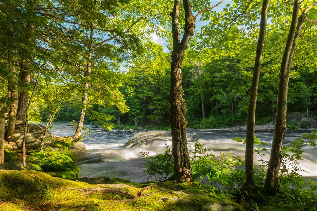 Papier peint une rivière bruyante dans les montagnes qui coule à travers une forêt ensoleillée