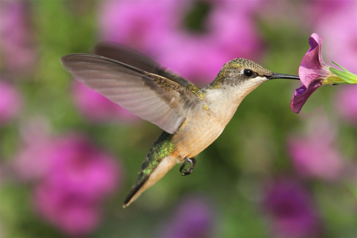 Papier peint le nectar étanche la soif des colibris