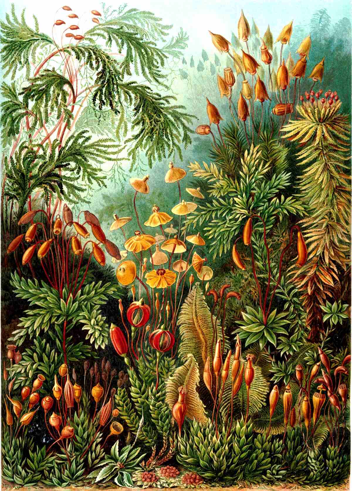 Papier peint des nuances étonnantes de forêt tropicale