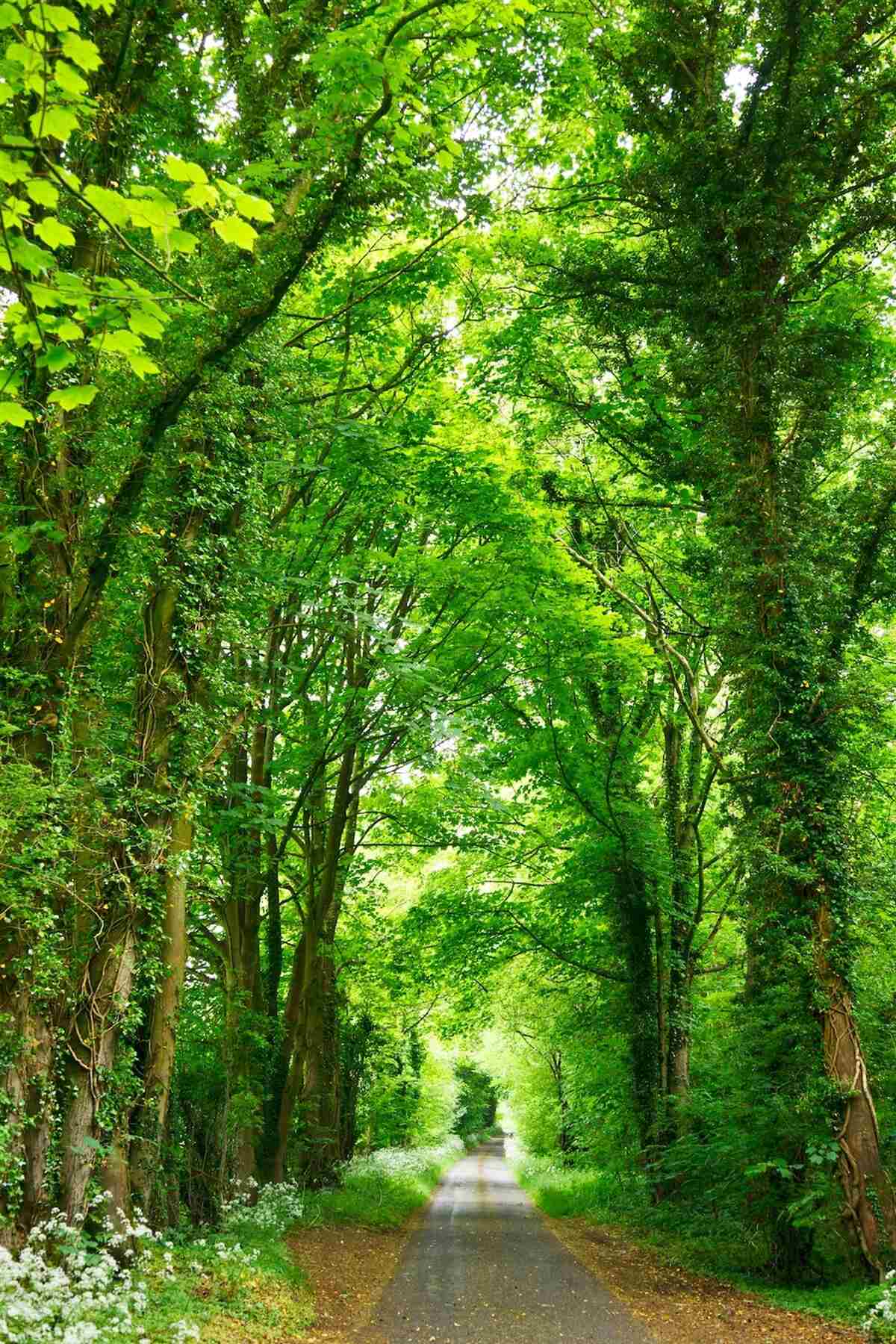 Papier peint des arcs d'arbres verts s'élèvent au-dessus du chemin