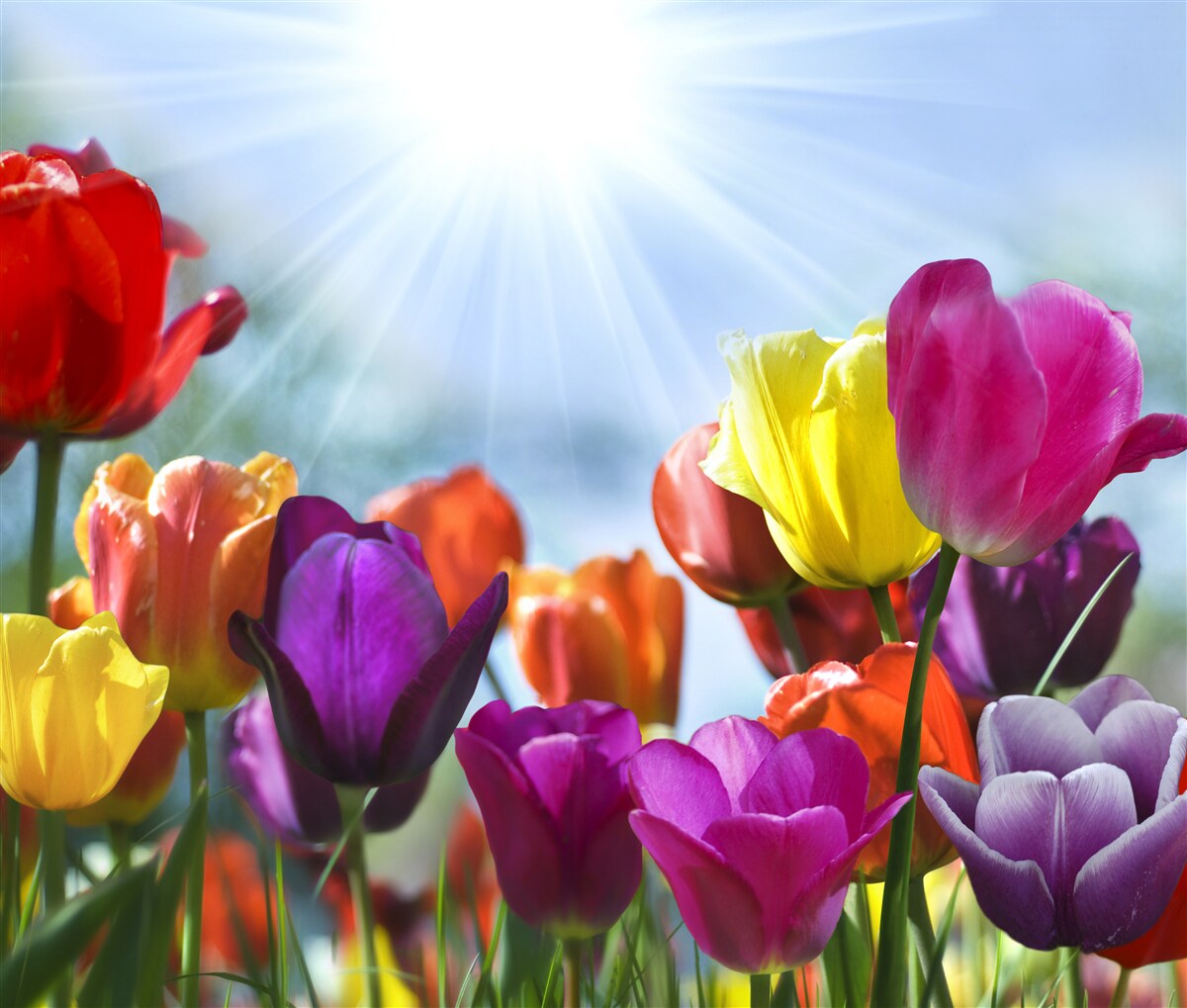 Papier peint tulipes de différentes couleurs au soleil