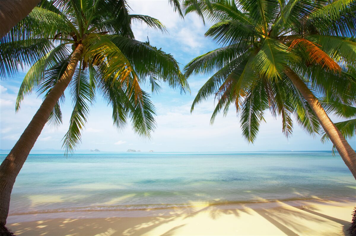Papier peint deux palmiers poussent sur le rivage
