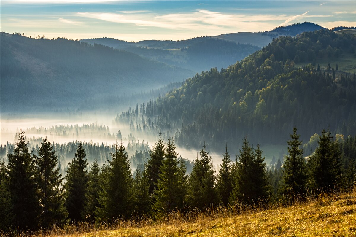 Papier peint la forêt dense d'automne est enveloppée d'un brouillard plus épais