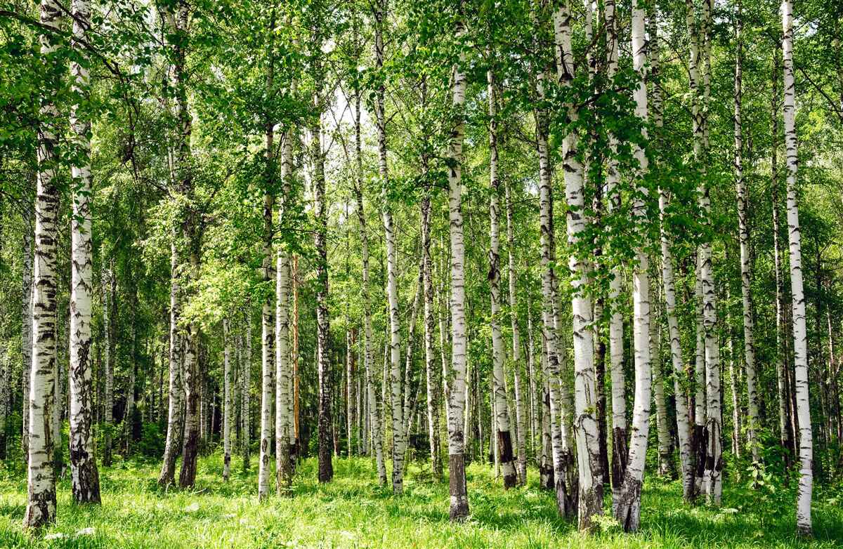 Papier peint bosquet de bouleaux élancés