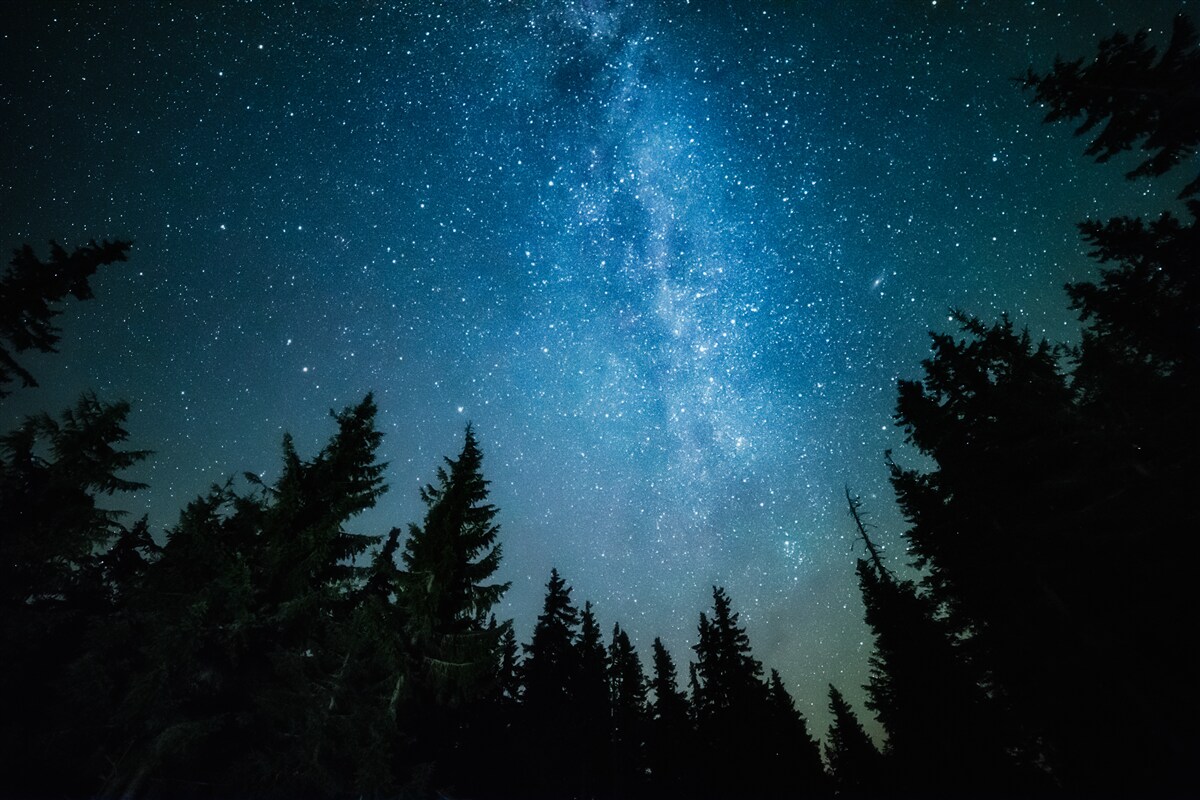 Papier peint Un chemin parmi les étoiles dans une forêt sombre
