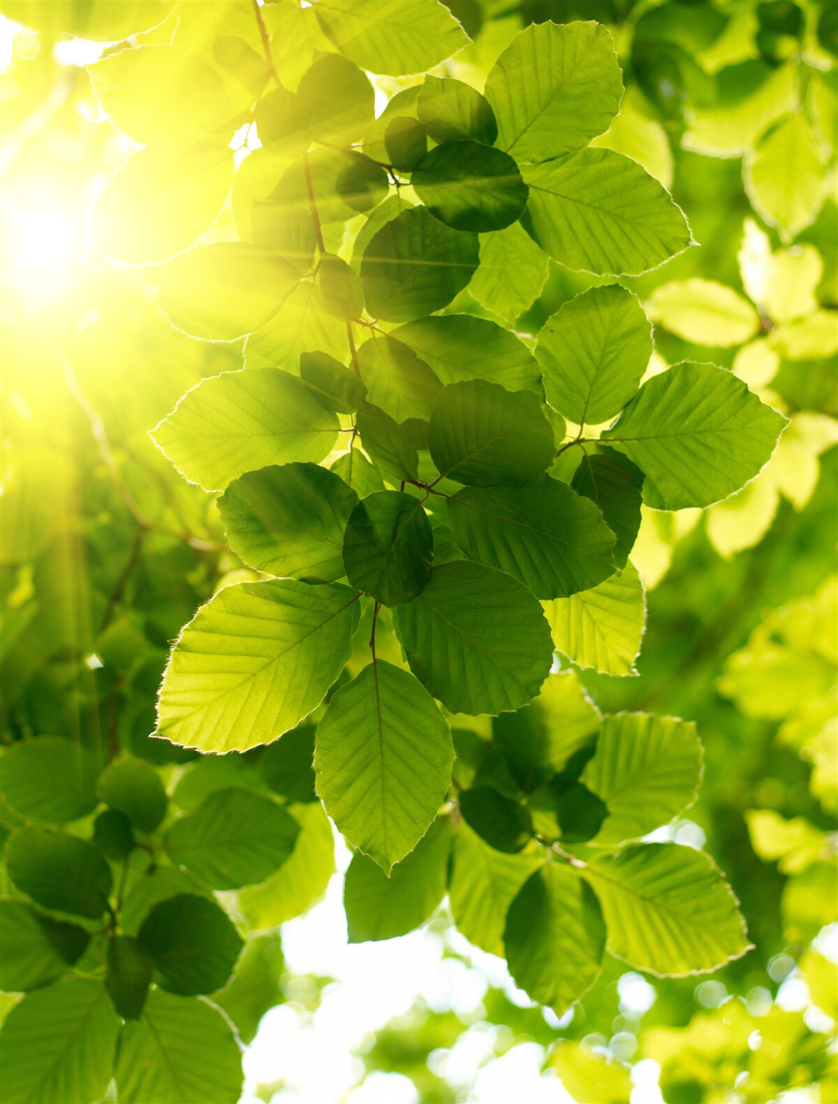 Papier peint la lumière matinale du soleil salue les feuilles vertes