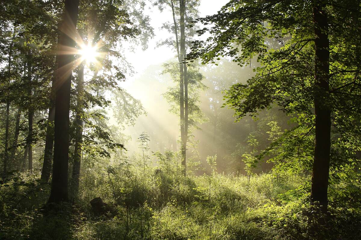 Papier peint les rayons du soleil chassent le froid nocturne des arbres