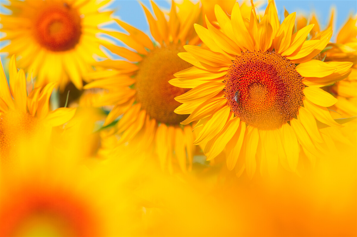 Papier peint tournesols sous le soleil