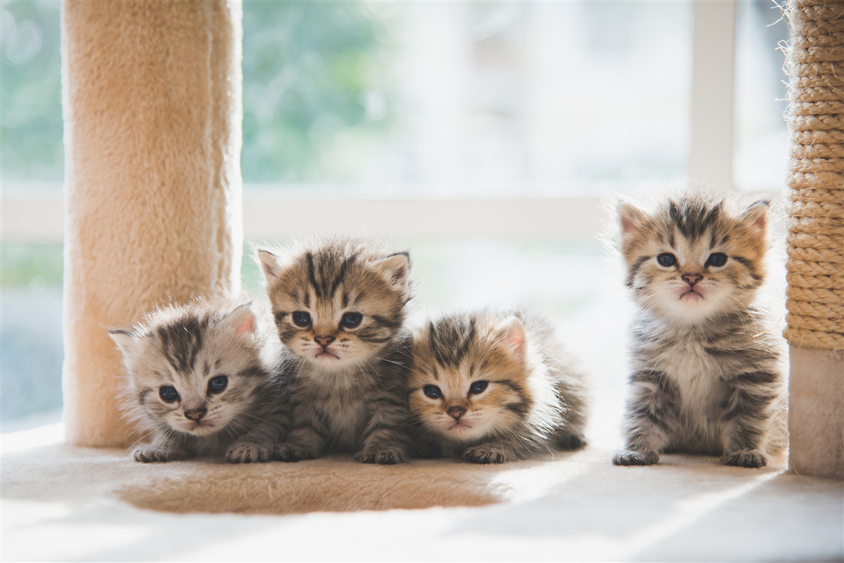 Papier peint les bébés chats cherchent leur mère