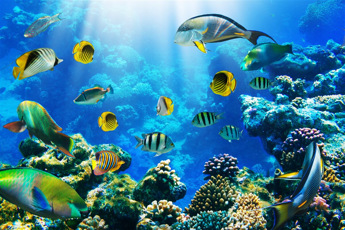 Papier peint les habitants aquatiques des profondeurs