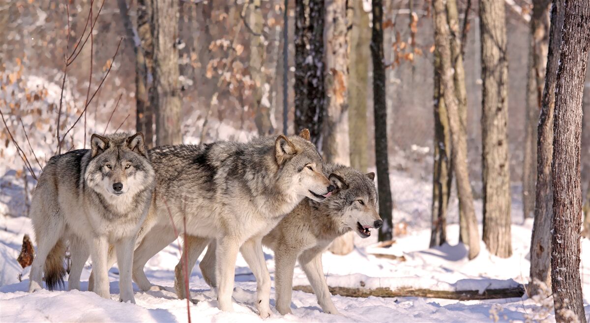 Papier peint un groupe de loups se promène dans un bosquet de la forêt d'hiver