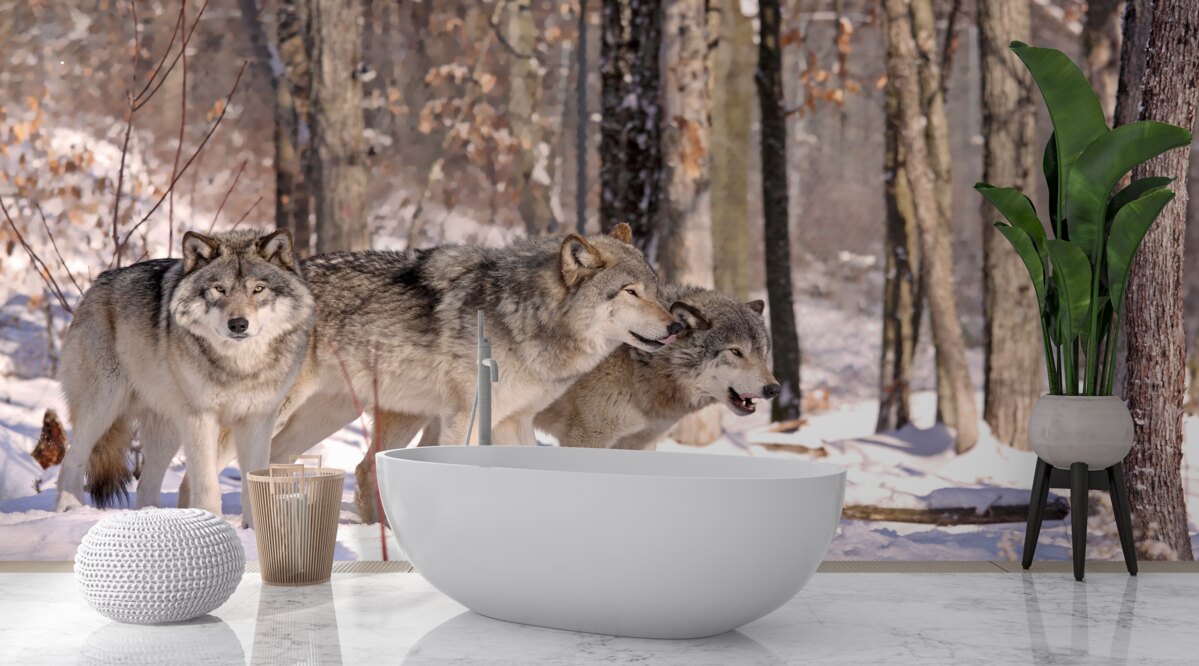 Papier peint un groupe de loups se promène dans un bosquet de la forêt d'hiver