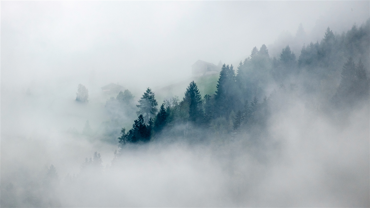 Papier peint la lisière de la forêt est enveloppée de brume