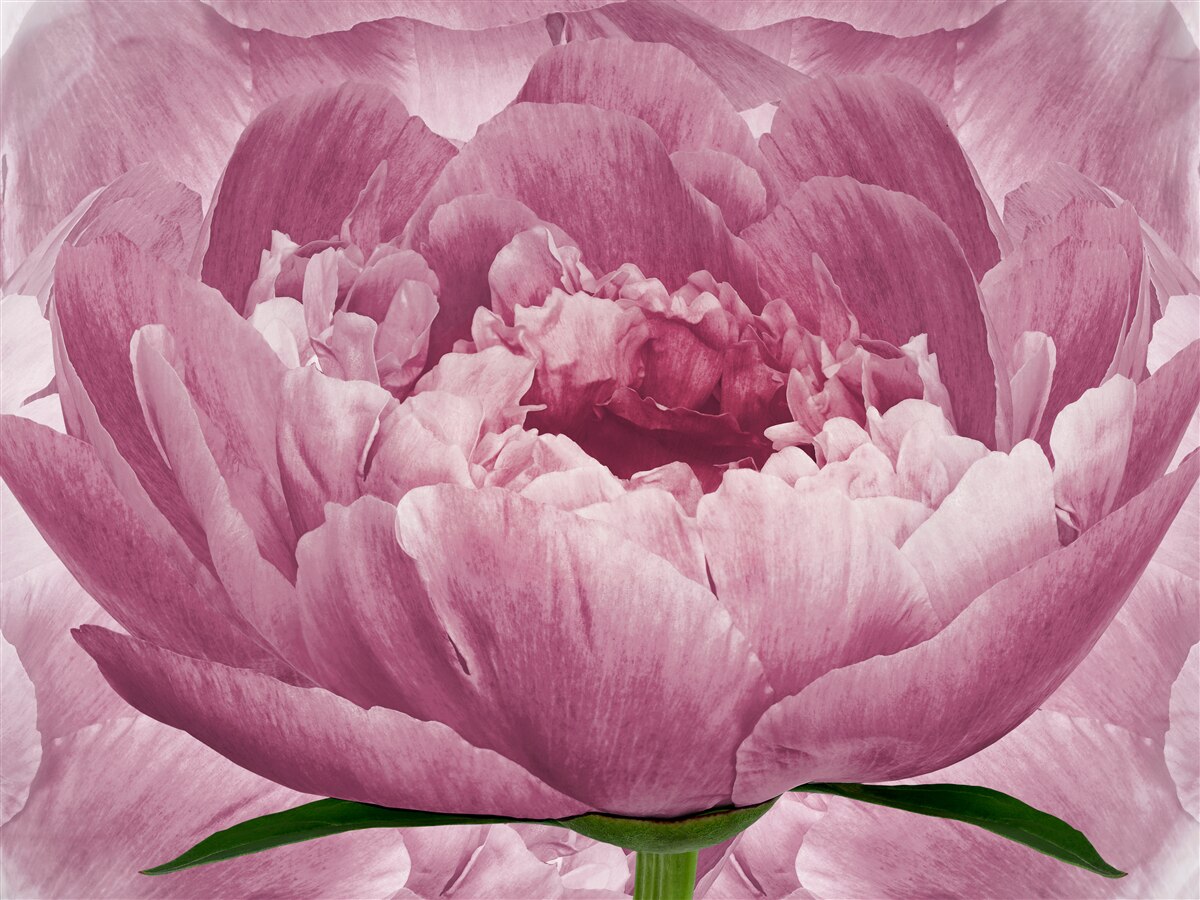 Papier peint abondante fleur d'aster rose