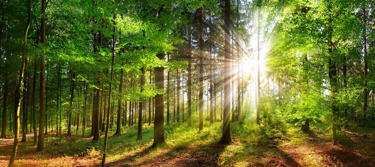 Papier peint soleil éclatant dans une forêt couverte de feuilles vertes