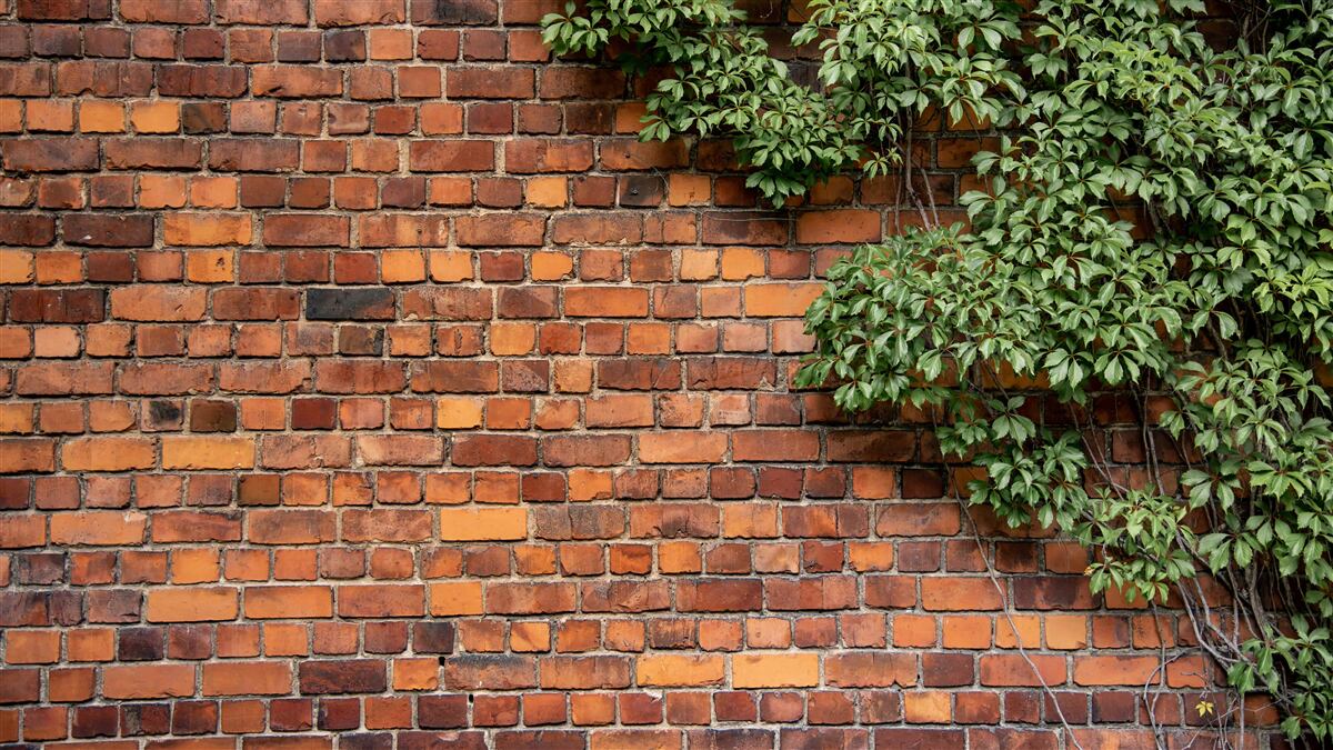 Papier peint Le mur est recouvert de lierre vert