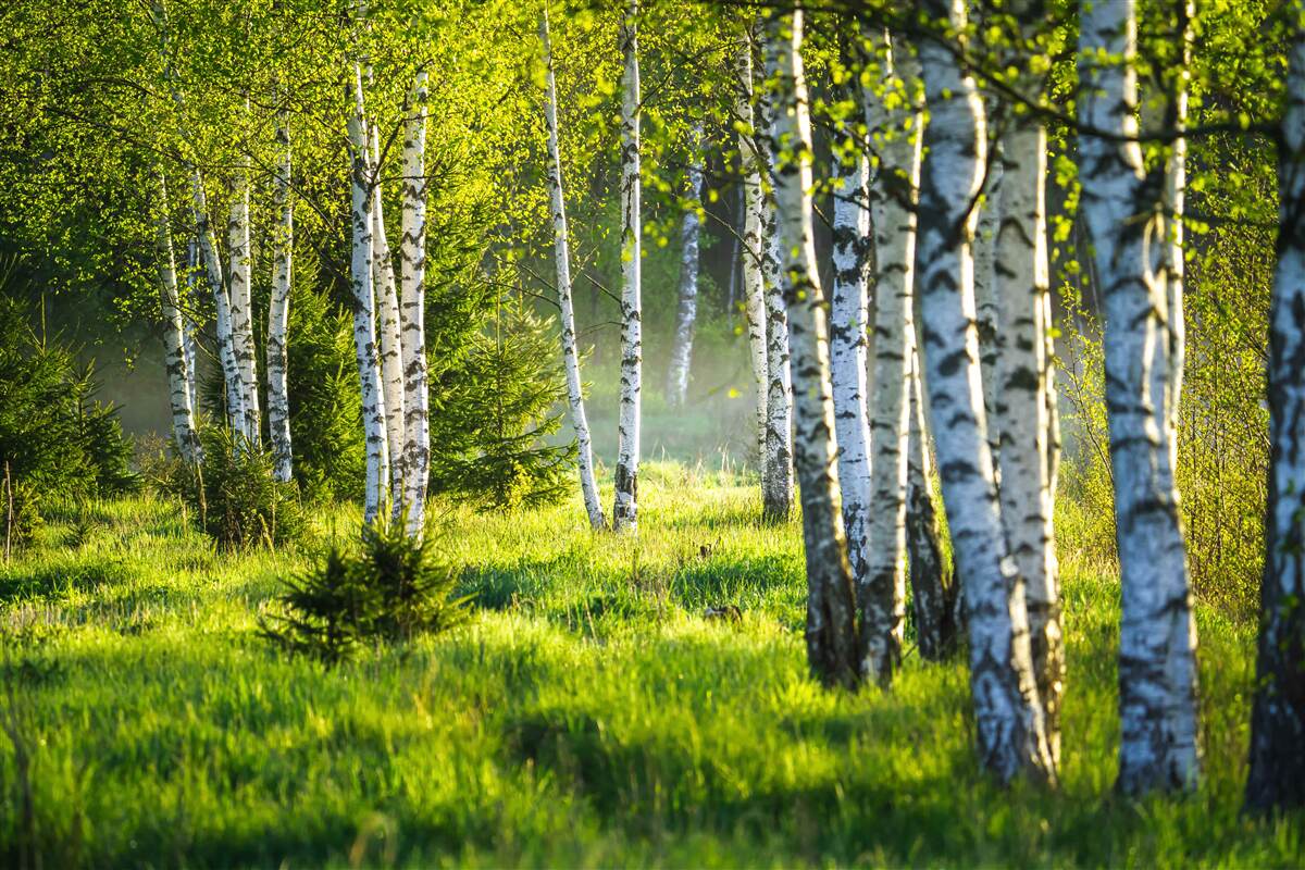 Papier peint Les prairies ornées de bouleaux majestueux sont peintes en vert vif.