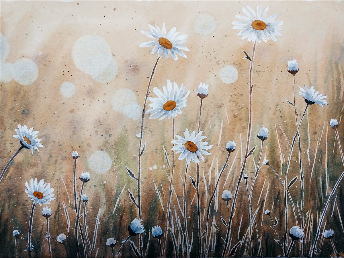 Papier peint comme des marguerites sous une pluie d'été