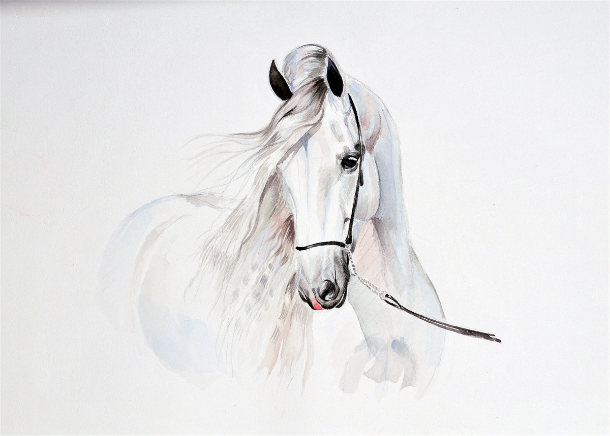 Papier peint cheval blanc