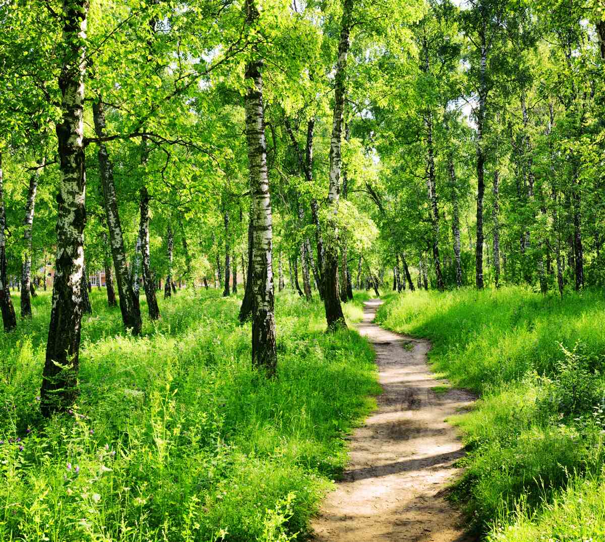 Papier peint Chemin à travers un bosquet de bouleaux