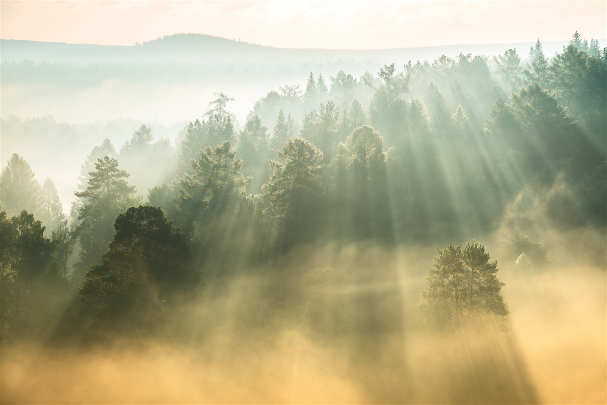 Papier peint dans la forêt, le brouillard dense se dissipe sous l'effet du soleil