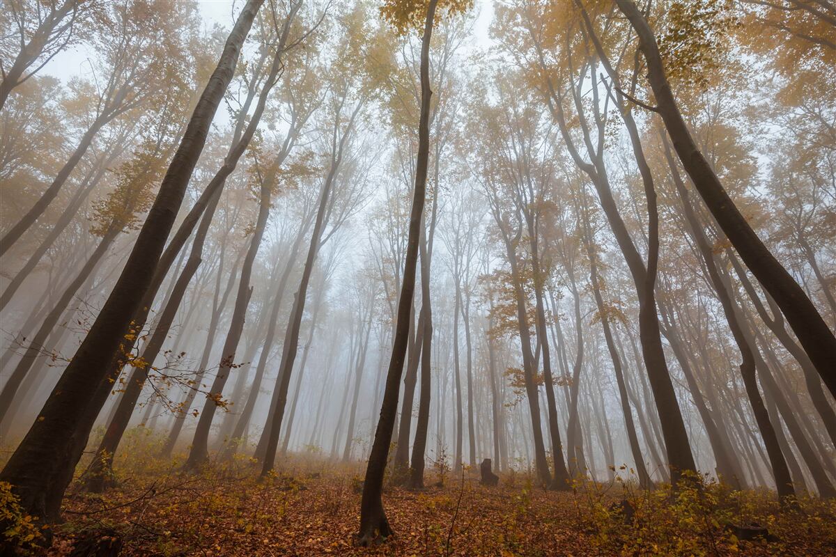 Papier peint les grands arbres élancés en automne