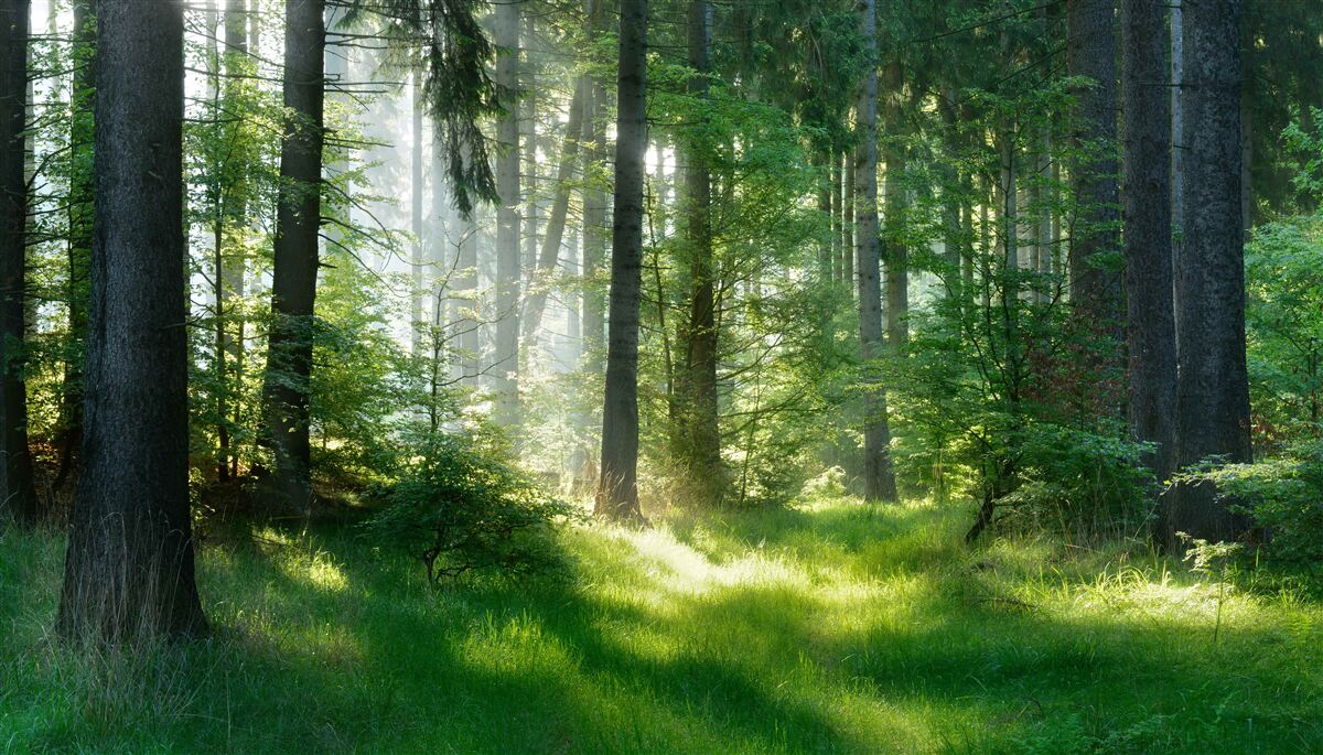 Papier peint une matinée dans la forêt, entourée de verdure