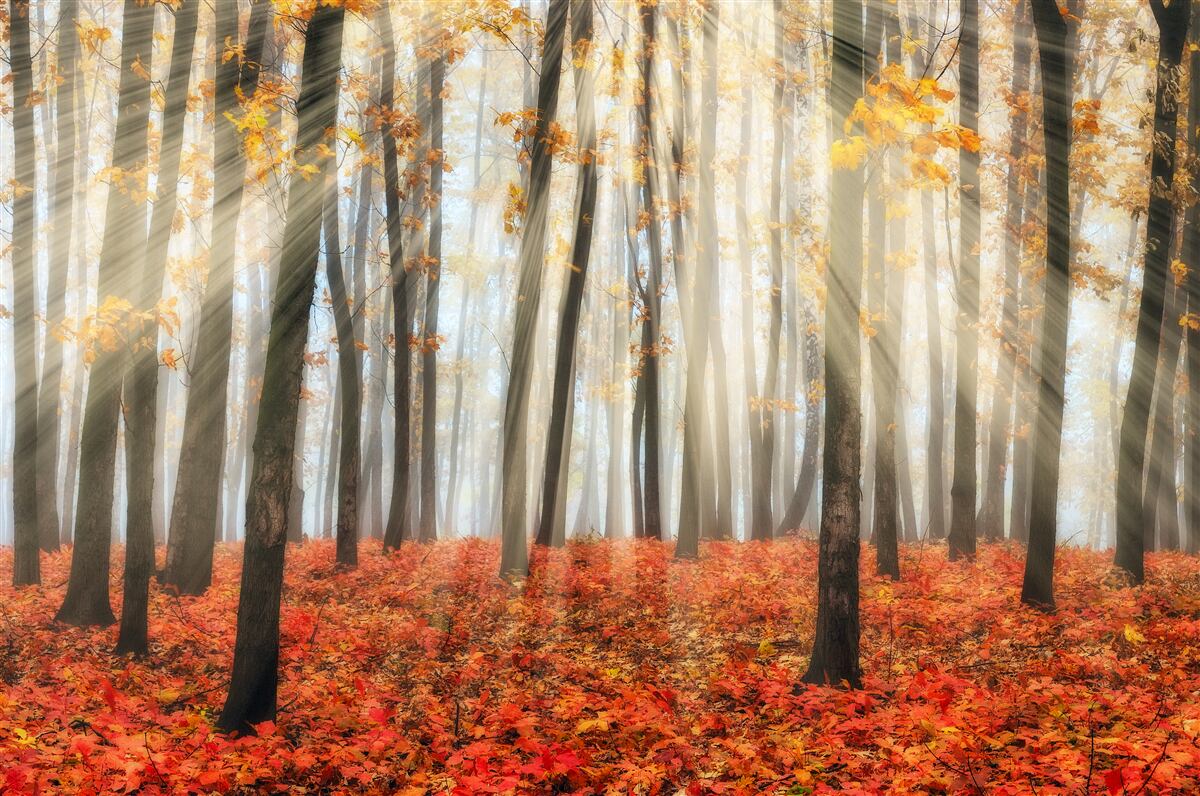 Papier peint le soleil et les gracieux arbres d'automne qui ont perdu leurs feuilles