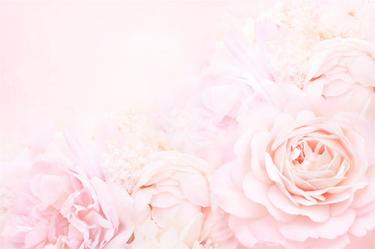 Papier peint fleurs de roses roses douces