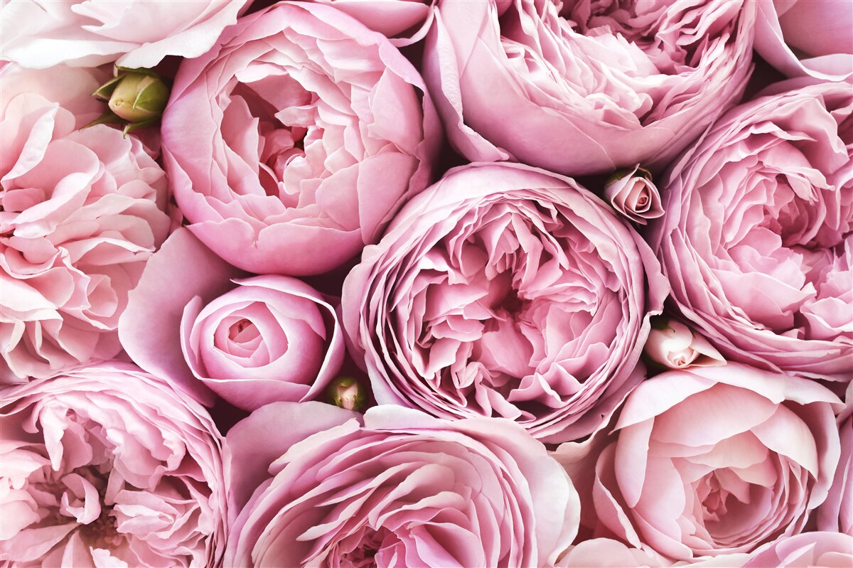 Papier peint une rose dans un bouquet est un spectacle inoubliable