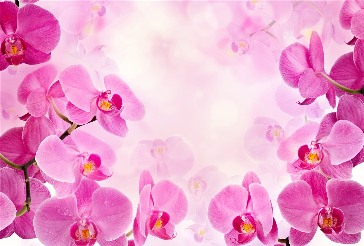 Papier peint les bourgeons de l'orchidée pourpre sont gros
