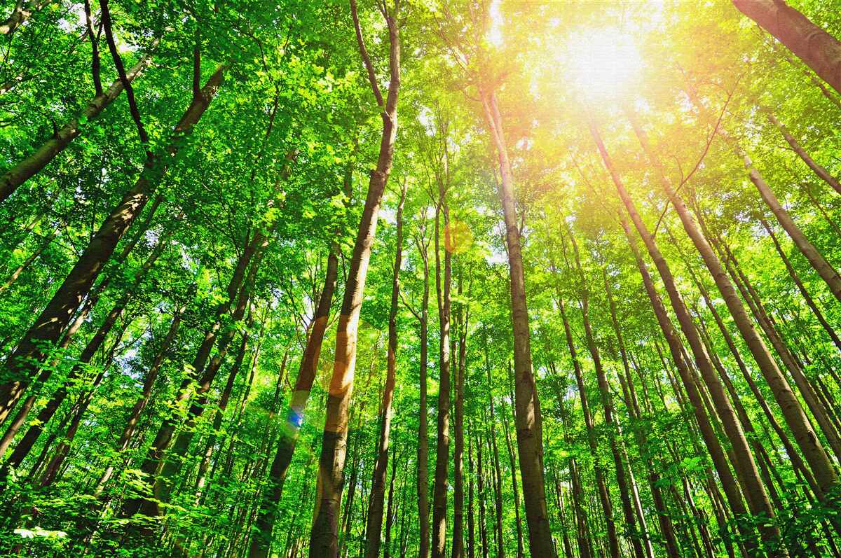 Papier peint la lumière riche du soleil perce à travers les lisières denses de la forêt