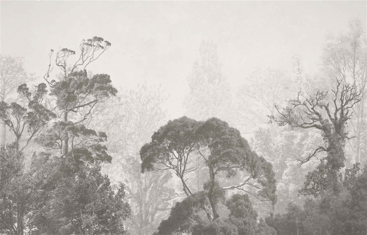 Papier peint la brume recouvre les cimes des arbres tropicaux