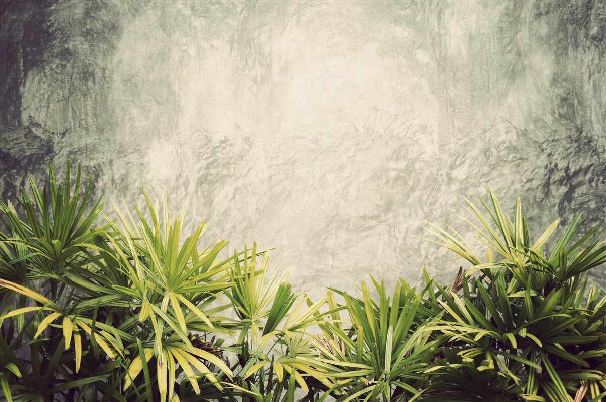 Papier peint une couverture brumeuse enveloppe les plantes vertes de la jungle