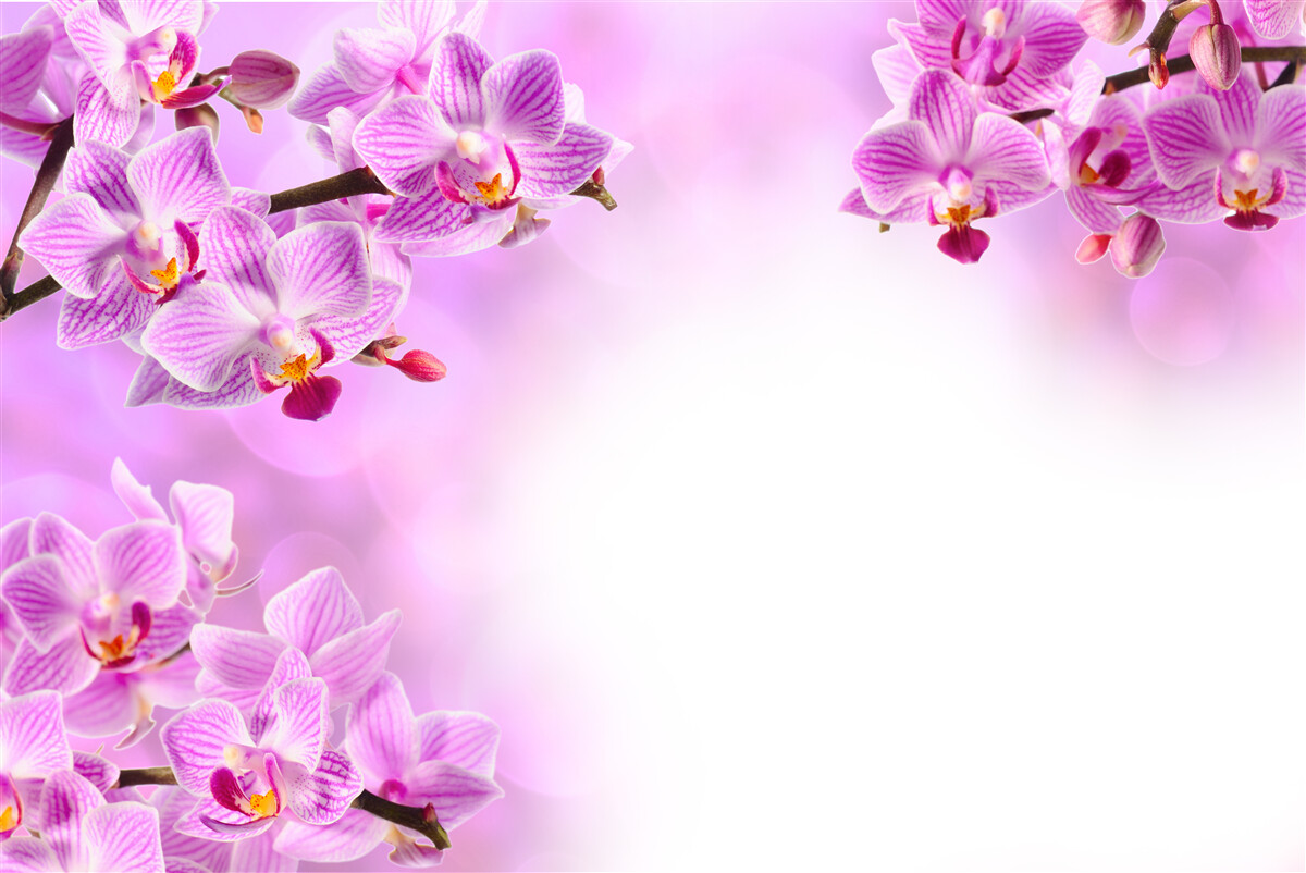 Papier peint branches d'orchidées lilas couvertes de fleurs