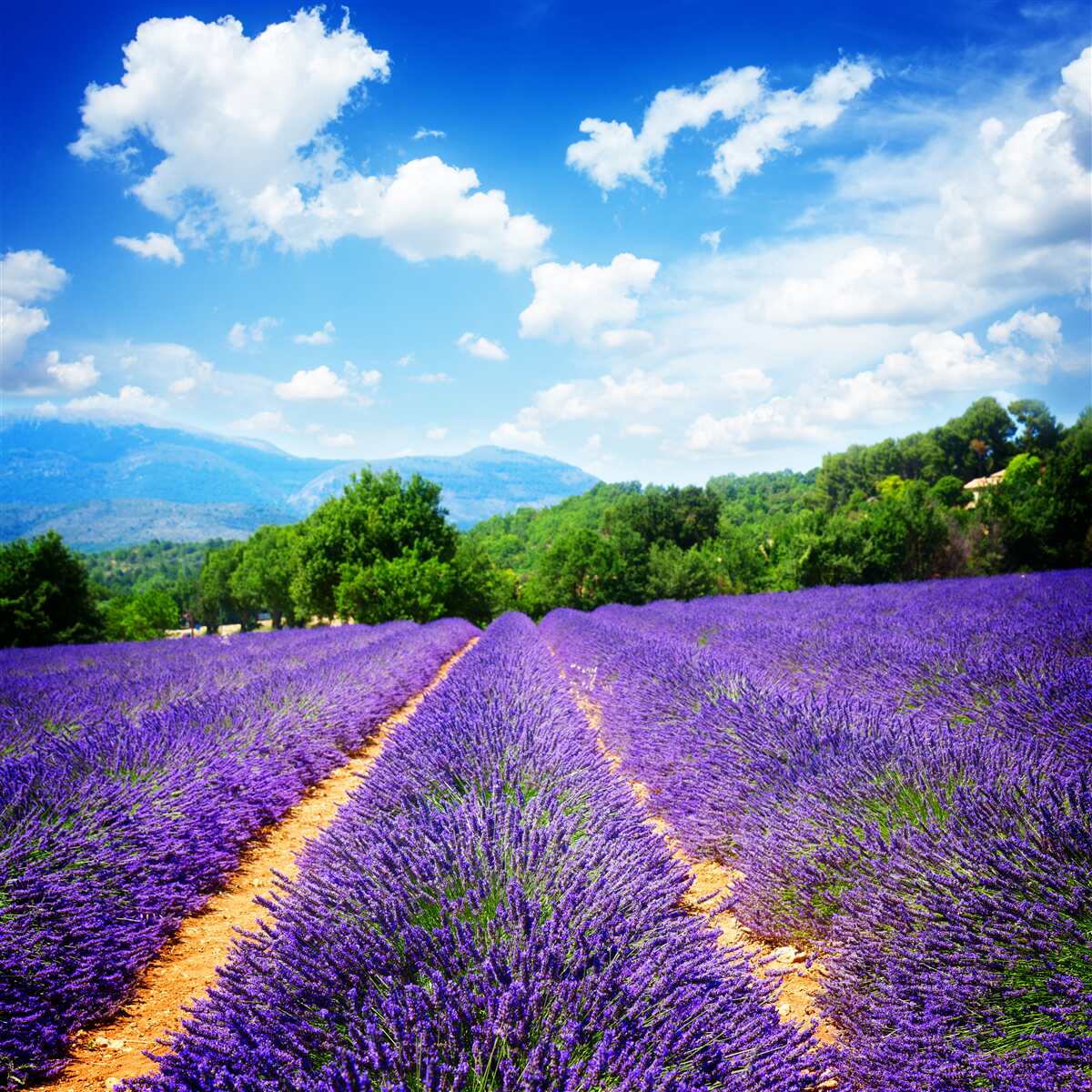 Papier peint un jardin de lavande en fleurs contrastant avec la campagne environnante