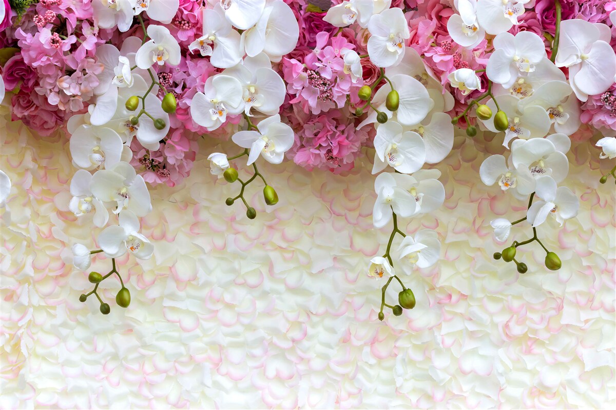 Papier peint l'orchidée est blanche et fleurit vers le bas
