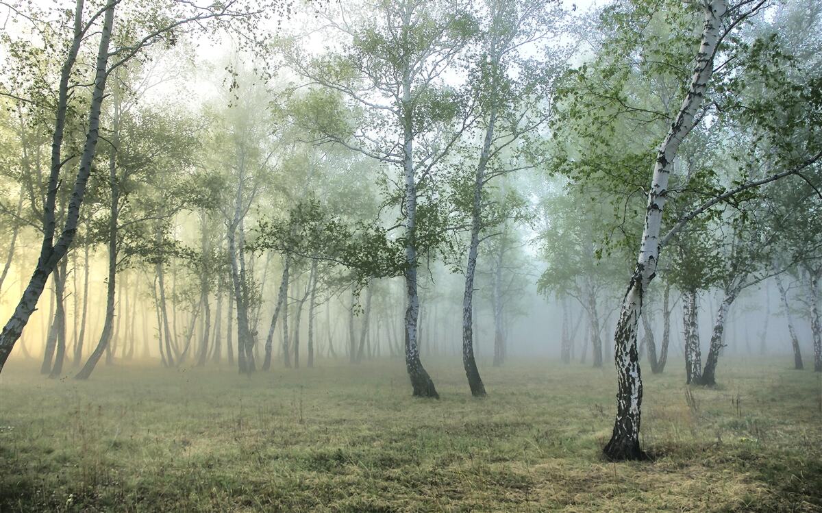 Papier peint les grands bouleaux enveloppés dans la brume du matin