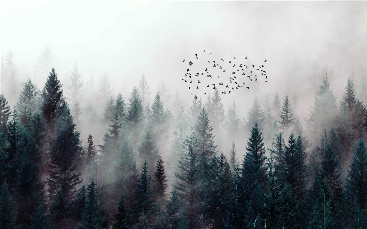 Papier peint l'obscurité épaisse et les oiseaux