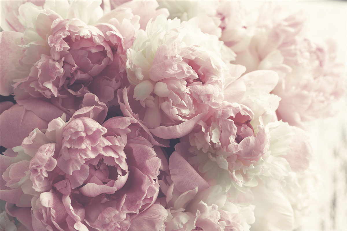 Papier peint grandes pivoines roses