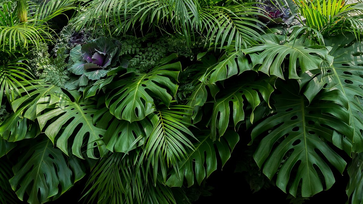 Papier peint grandes feuilles vertes