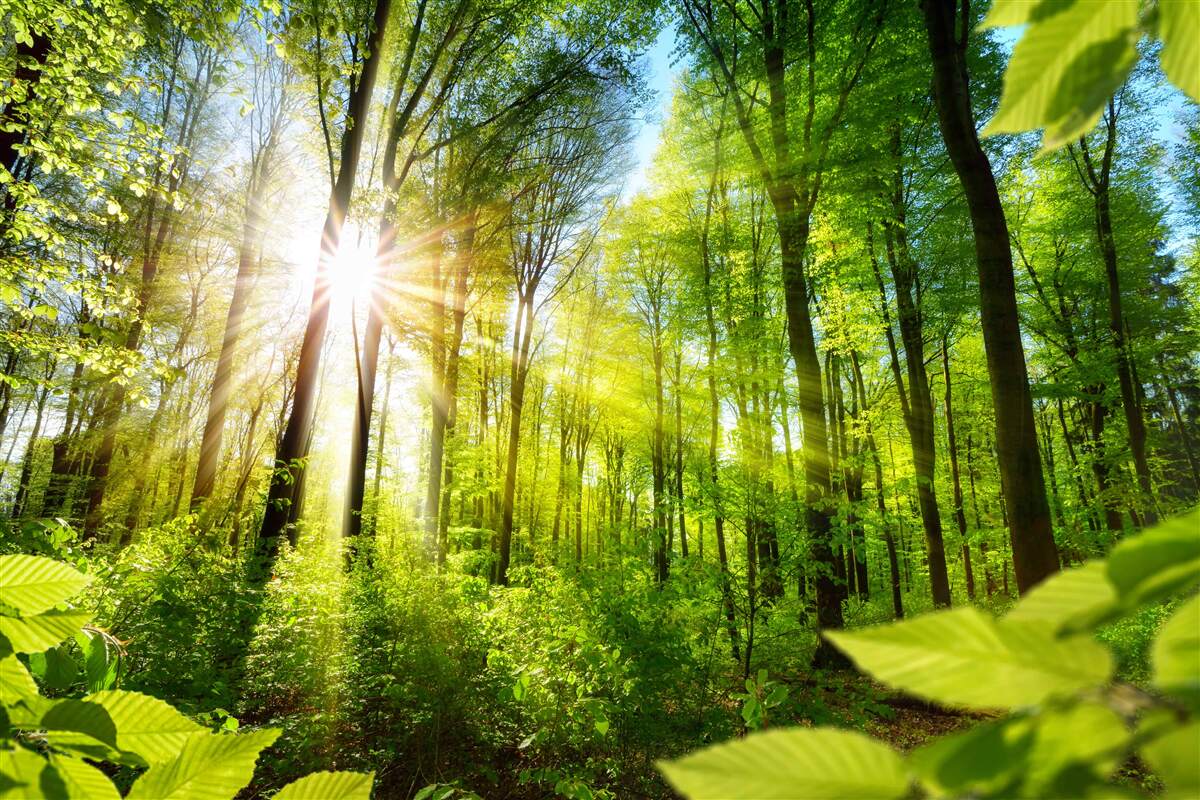 Papier peint les rayons du soleil pénètrent les arbres de la forêt