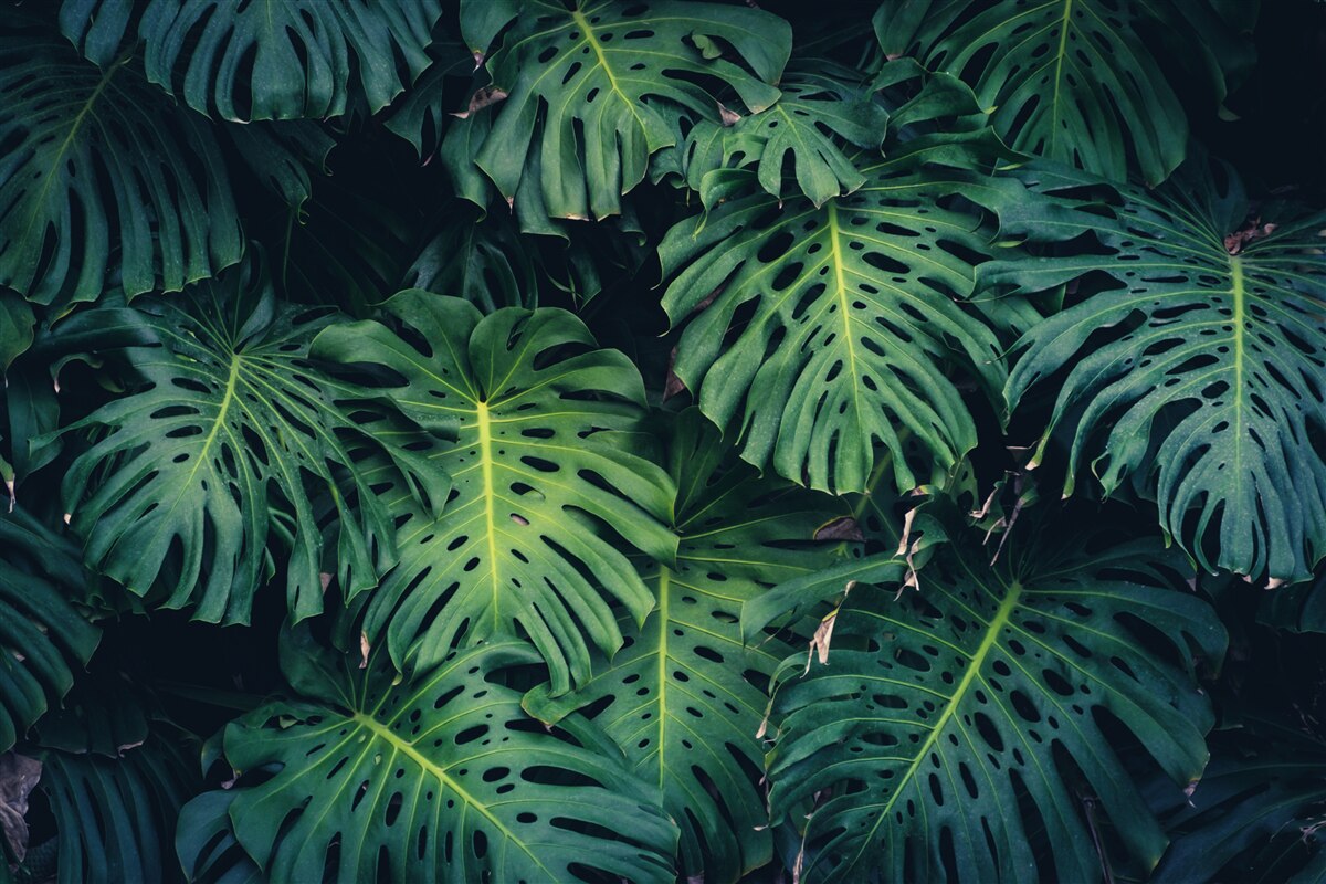 Papier peint Feuilles vertes des grands palmiers
